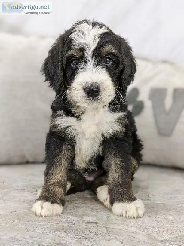 Hardy Mini Bernedoodle