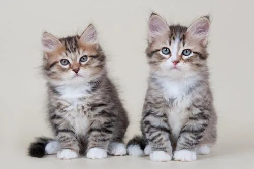 Purebred hypoallergenic Siberian kittens