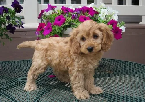 Lovely Cockapoo Puppies available now