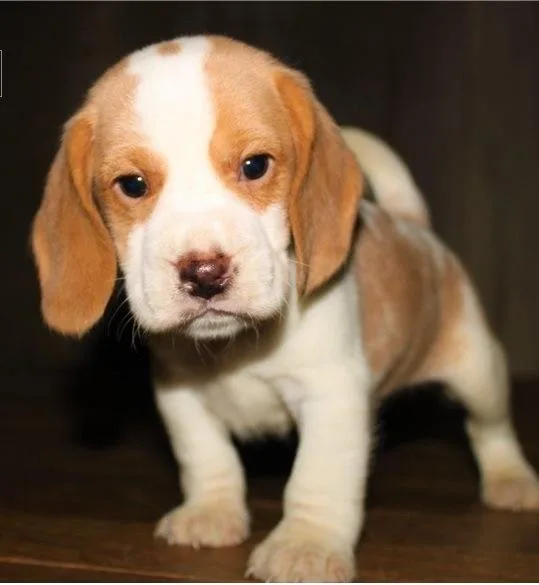 Beautiful beagle puppies