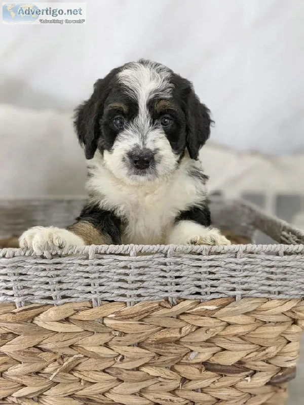 Howler Mini Bernedoodle
