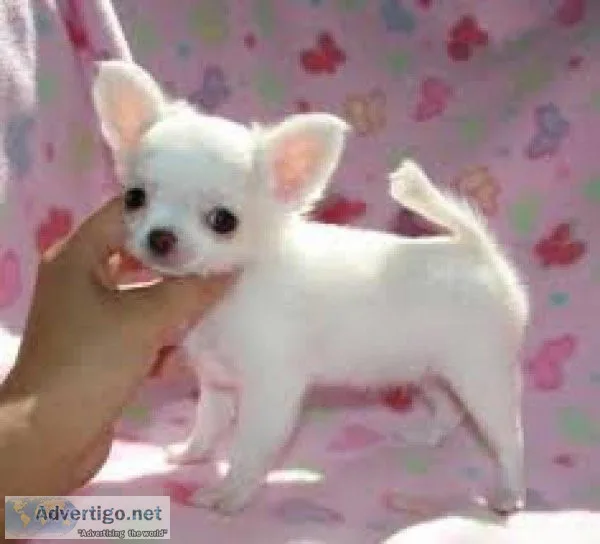 Rehoming 2 Chihuahua puppies