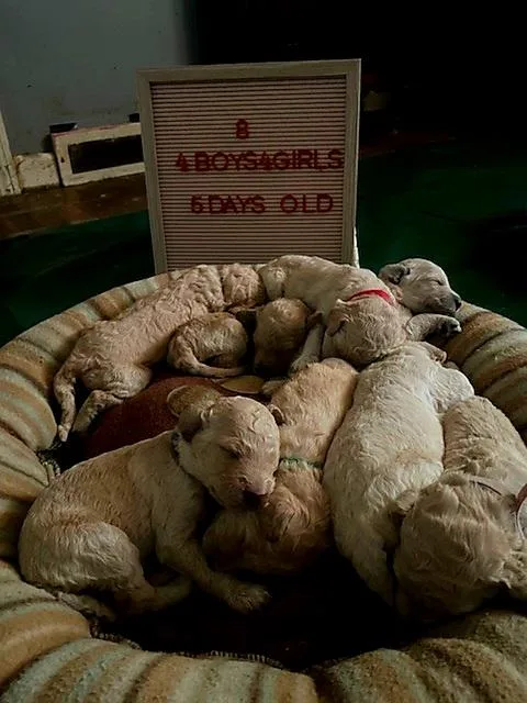 8 F1B Goldendoodle puppies for sale