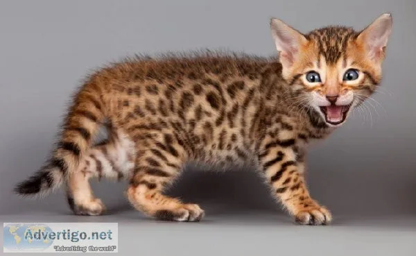 Bengal kittens ready for their forever home