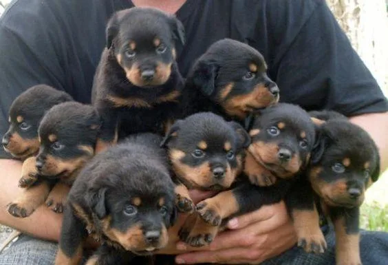 AKC Rottweiler puppies