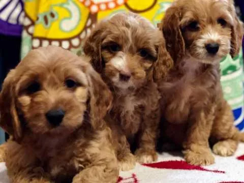 KC Cockapoo Puppies