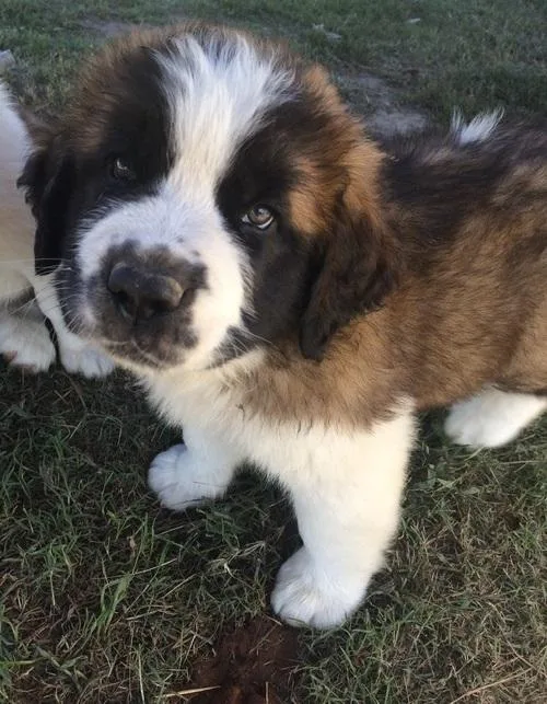 Home raised Saint Bernard puppies available