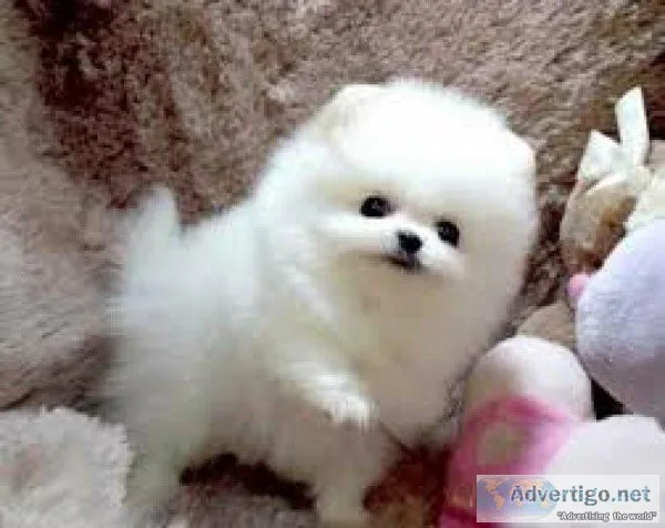 Pomeranian puppies