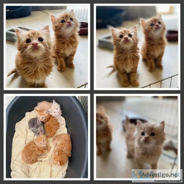 Registered Maine coon kittens available
