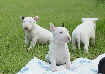 Gorgeous Bull Terrier Puppies For Sale