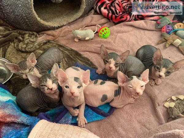 SPHYNX CATS FOR SALE