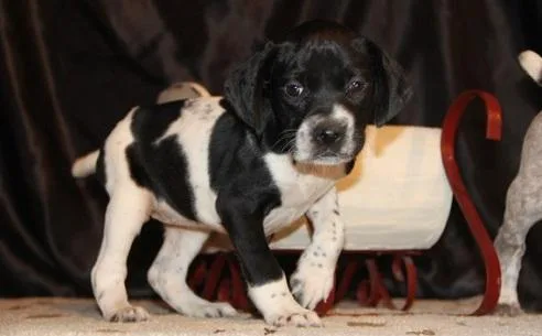 AKC German Shorthaired Pointer puppies