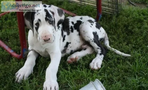 Full AKC Great Dane Puppies