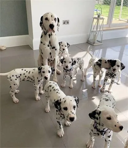 Beautiful Dalmatian Puppies ready