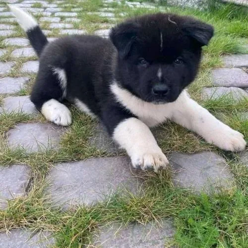 Cute Akita Puppies Available