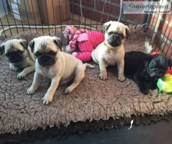 New litter of Pug puppies Puppies ready