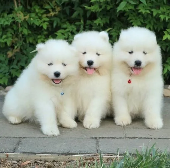 Beautiful Samoyed  Puppies For Sale