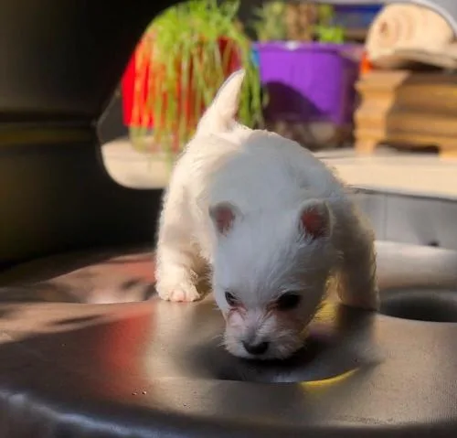 West Highland White Terrier Babies