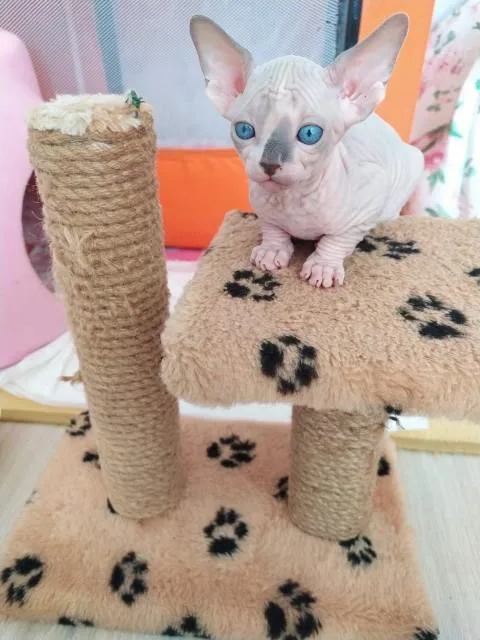 Beautiful Canadian Sphnyx Kittens