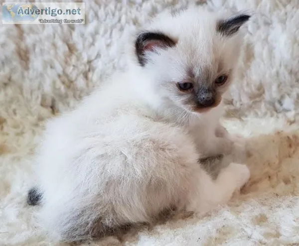 Ragdoll kittens