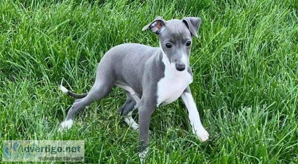 Healthy Greyhound Puppies