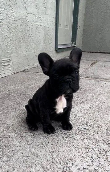 Adorable French Bulldog Puppies For Sale.
