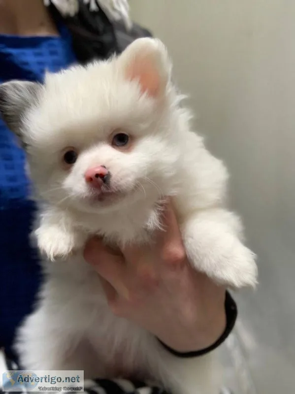 Cute teacup Pomeranian puppies
