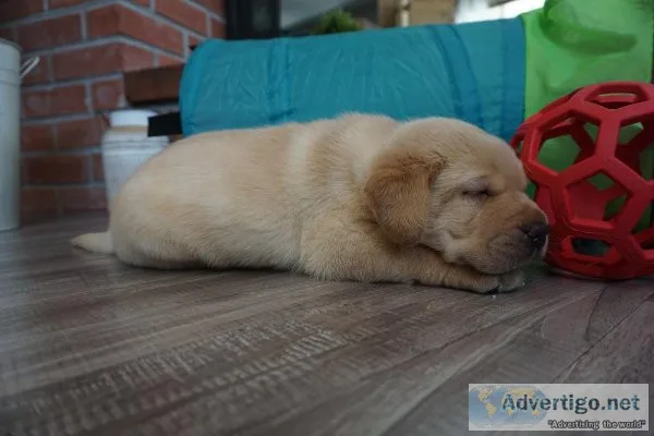 Special golden retriever puppies for sale