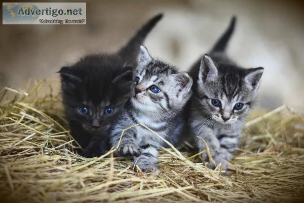 American Shorthair kittens for sale