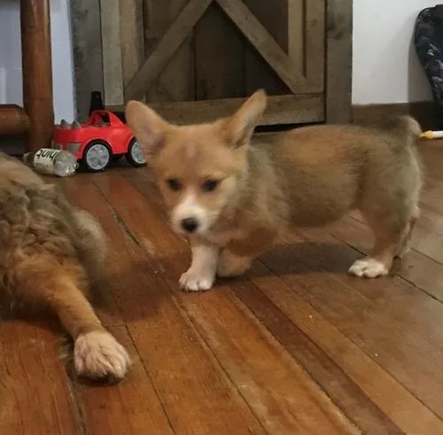 Charming Pembroke Welsh Corgi puppies ready