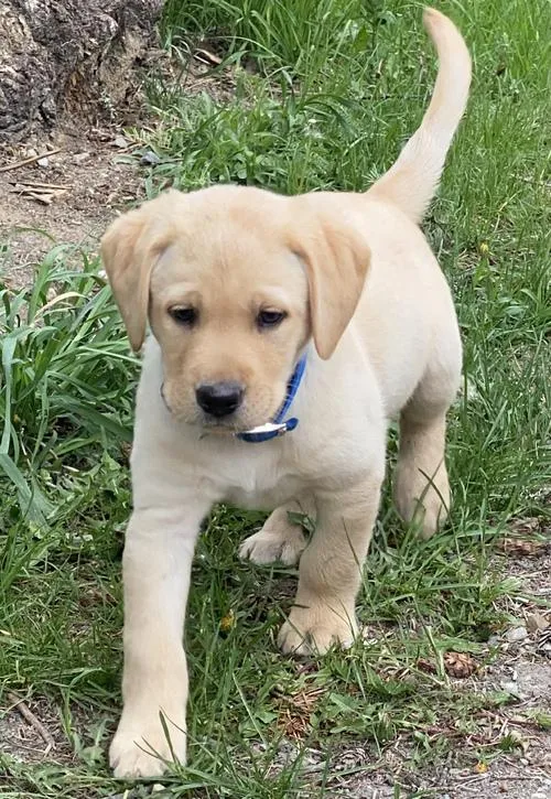 Beautiful Labrador Retriever puppies Available now