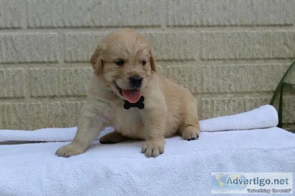 Golden Retriever puppies