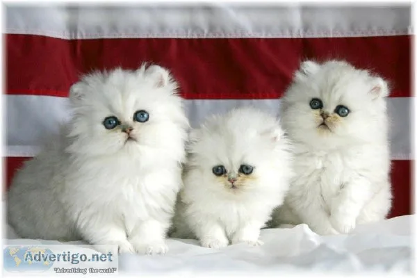Mount Vista Persians