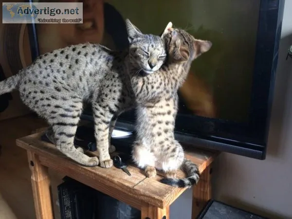 Registered Beautiful Spotted F6 Savannah