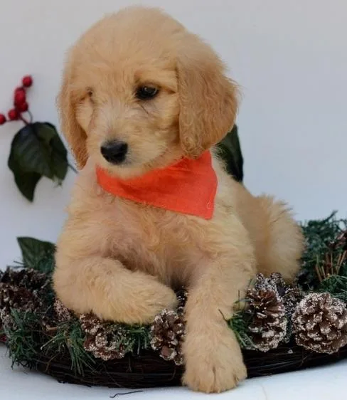 AKC Registered Labradoodle puppies