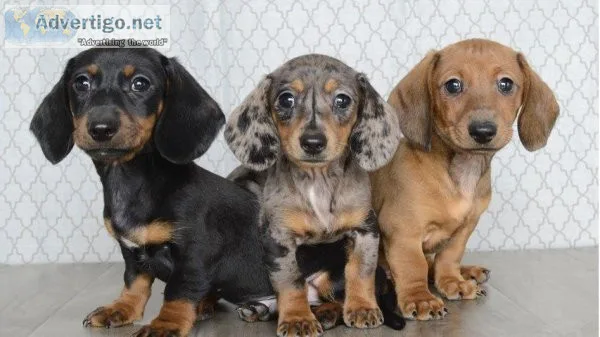 Dachshund puppies