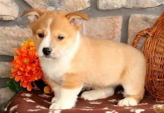 AKC Show Quality Pembroke Corgi Puppy
