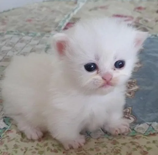 Persian kittens