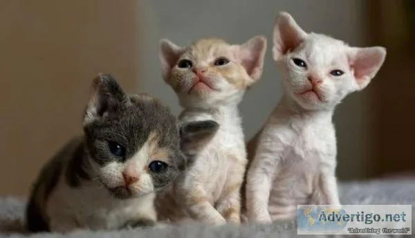 Loving Devon Rex Kittens