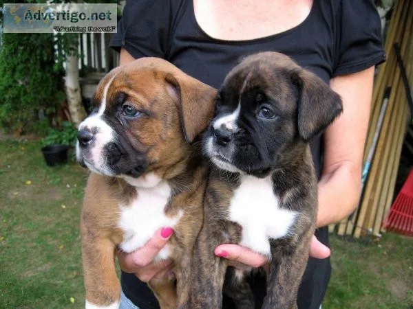 Kc boxer puppies