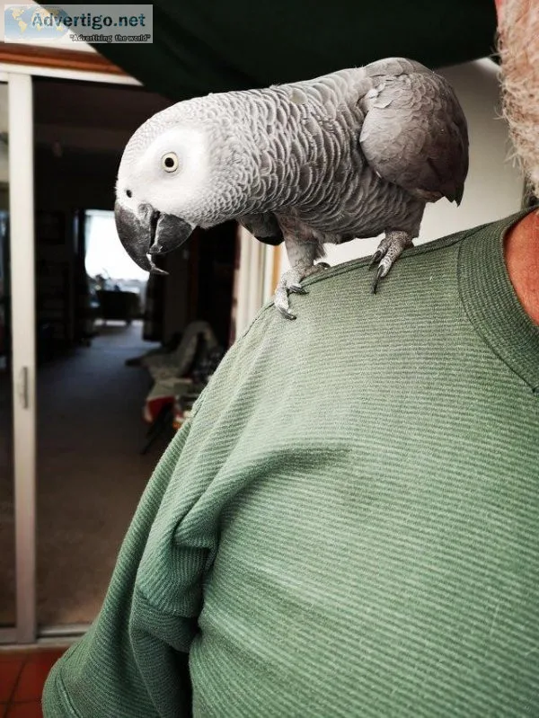 frican Grey Parrot For Sale