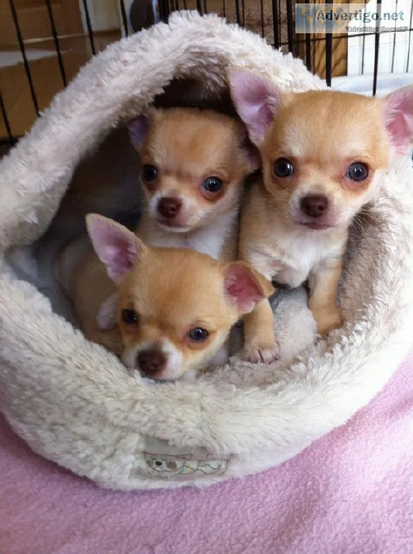 Chihuahua Puppies