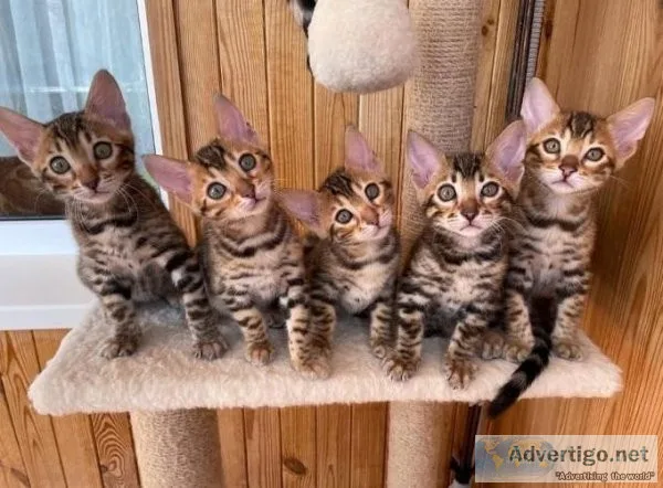 ID Blue eyes Bengal looking for a new home