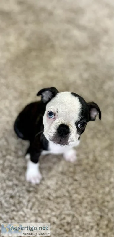 Boston Terrier Puppies CKC