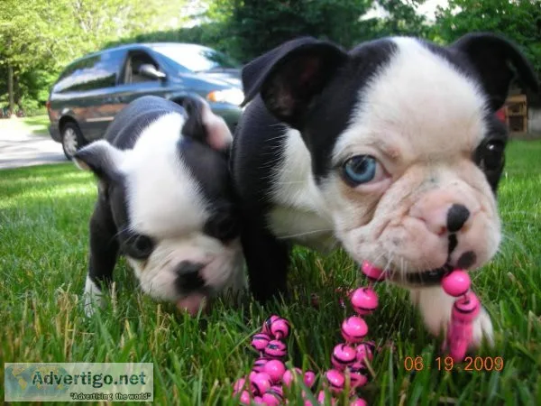 Beautiful Boston Terrier Puppies available