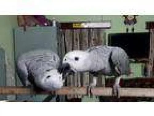 Total African Grey Parrots Fpr Rehome