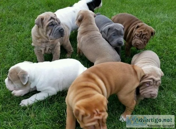 Chinese Sharpei Puppies
