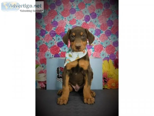 European Doberman Pinscher Puppies