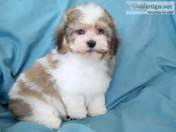 AKC Registered Havanese Puppies