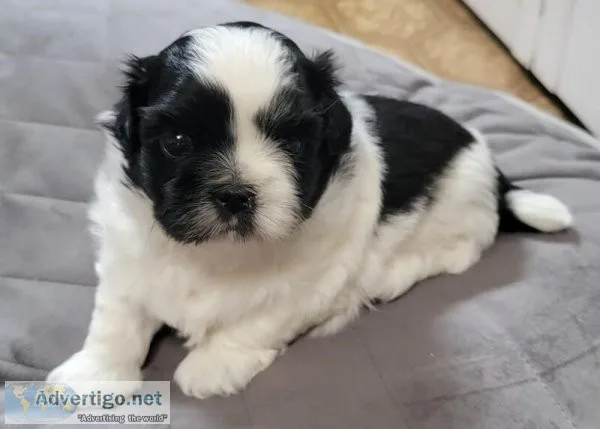Loving puppy shihtzu